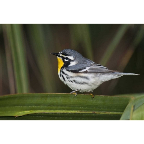 TX, South Padre Isl Male yellow-throated warbler